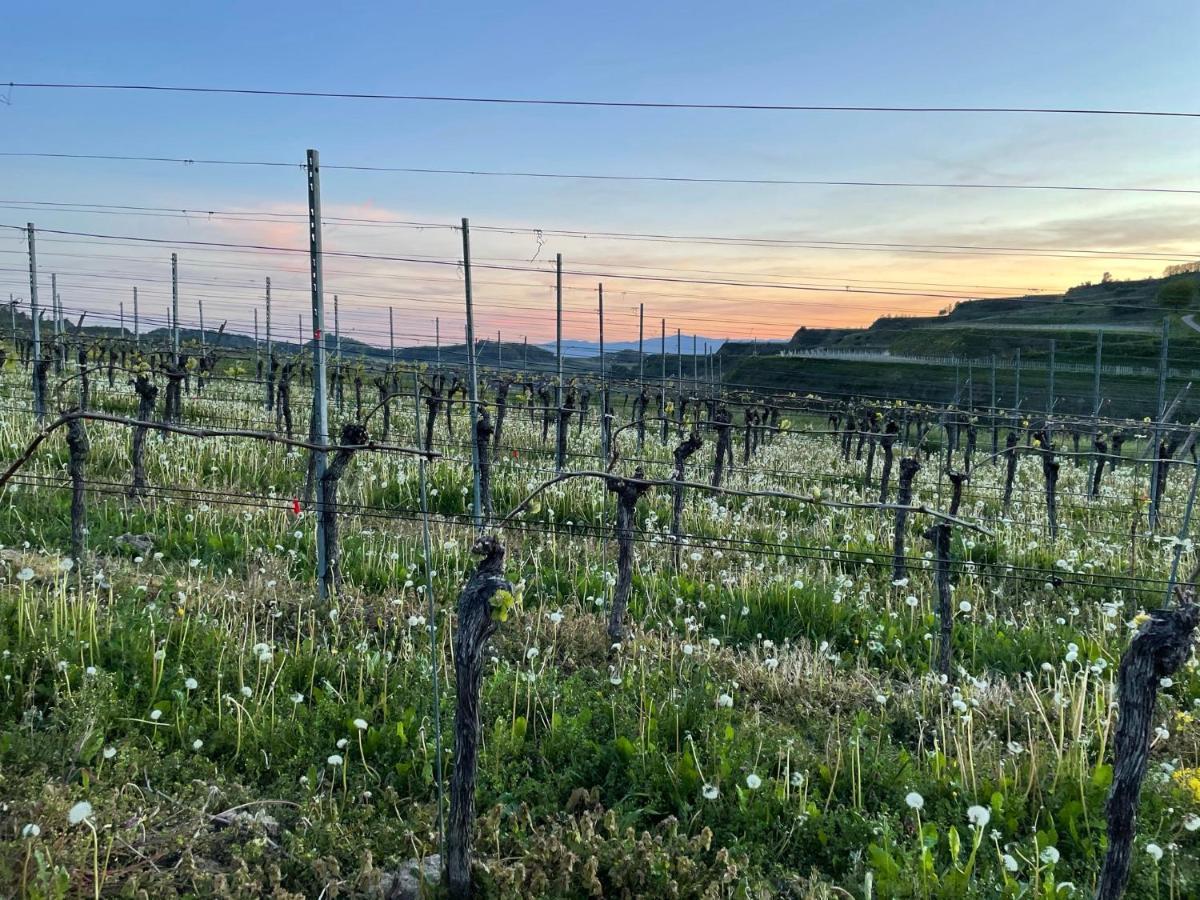 Weingut & Strausswirtschaft Vogel Apartman Vogtsburg Kültér fotó