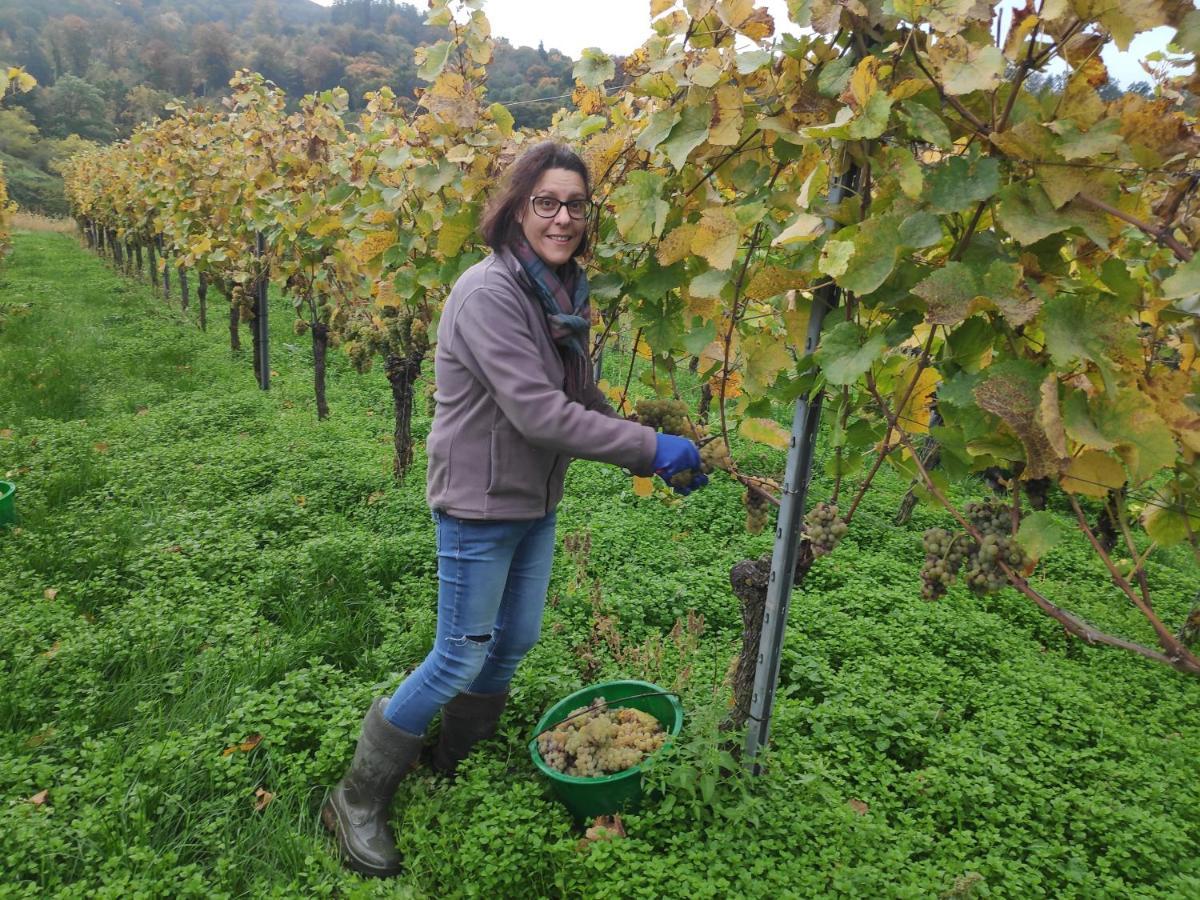 Weingut & Strausswirtschaft Vogel Apartman Vogtsburg Kültér fotó