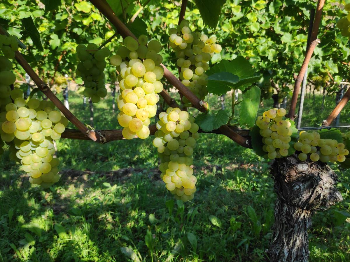 Weingut & Strausswirtschaft Vogel Apartman Vogtsburg Kültér fotó