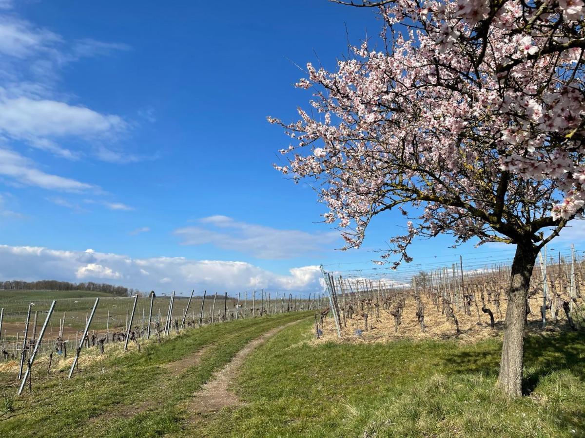 Weingut & Strausswirtschaft Vogel Apartman Vogtsburg Kültér fotó