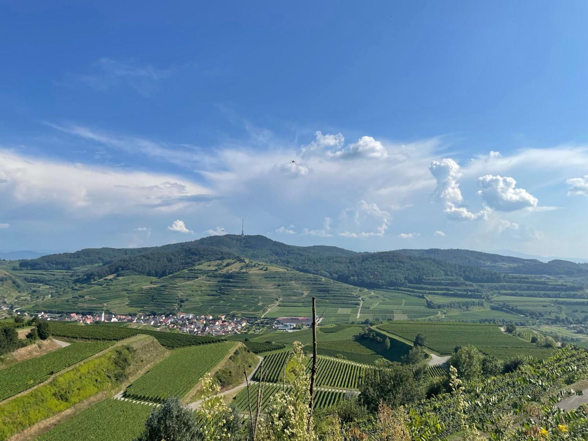 Weingut & Strausswirtschaft Vogel Apartman Vogtsburg Kültér fotó